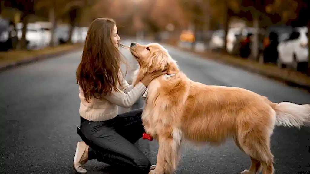 Köpekler Kaç Yıl Yaşar? 1 köpekler kaç yıl yaşar